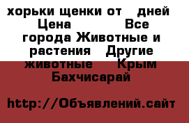 хорьки щенки от 35дней › Цена ­ 4 000 - Все города Животные и растения » Другие животные   . Крым,Бахчисарай